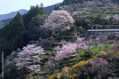 桜咲く上久喜　高知県仁淀川町