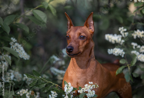 Fotografi pincher dog, flower tree