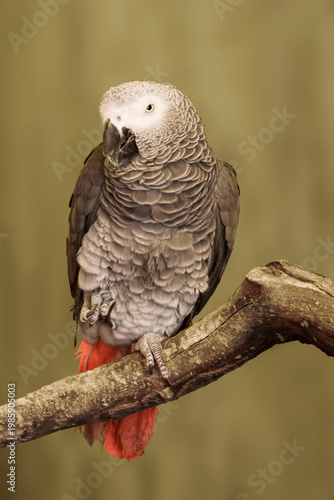 Gray Parrot, Psittacus erithacus, perched