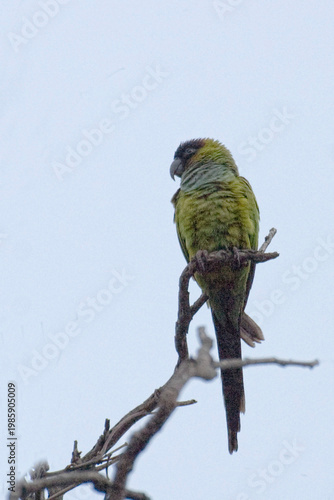 Nanday Parakeet, Aratinga nenday, perched