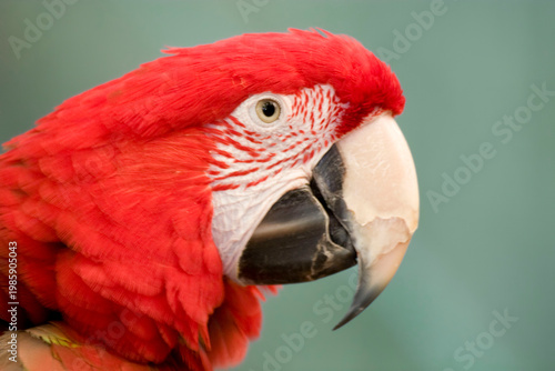 Red-and-green Macaw, Ara chloropterus, close view