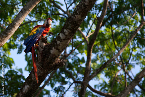 Scarlet Macaw, Ara macao, perched on branch