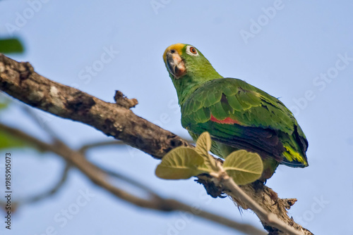 Yellow-crowned Parrot, Amazona ochrocephala, perched