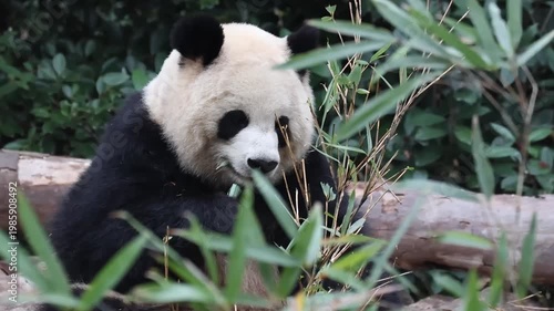 Close up Panda, Yuan Run, eating Fresh Bamboo Leaves, China