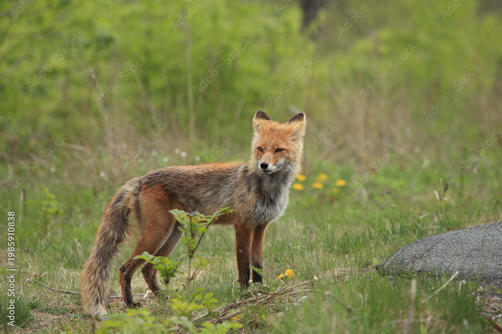 Fototapeta premium red fox