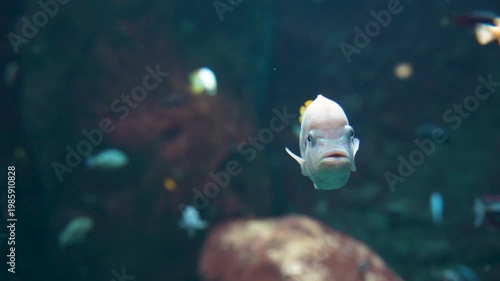Sea fish underwater photography ocean