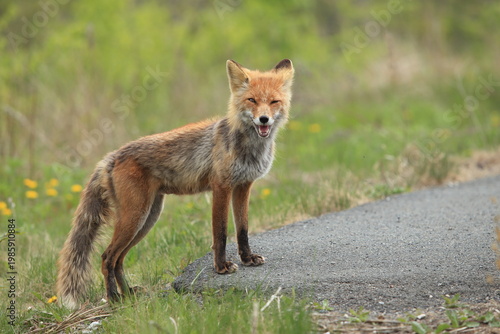 red fox