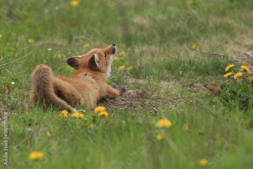 red fox