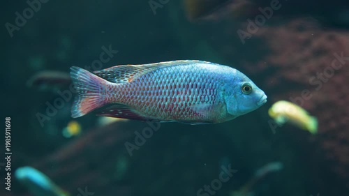 Sea fish underwater photography ocean
