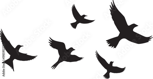 silhouettes of birds