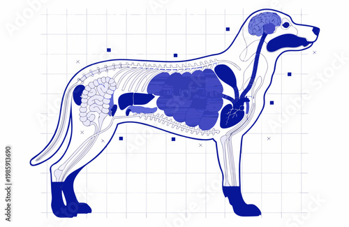 Detailed Dog Anatomy Illustration with Internal Organs, Veterinary Educational Diagram
