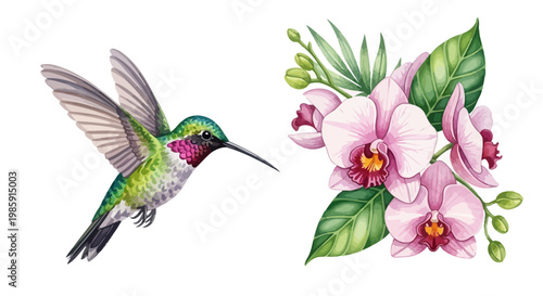 Watercolor hummingbird with orchid flowers artistic illustration design element