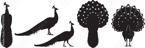 A set of black peacock silhouettes against a white background