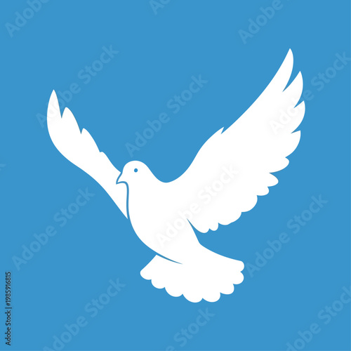 White dove in flight isolated.