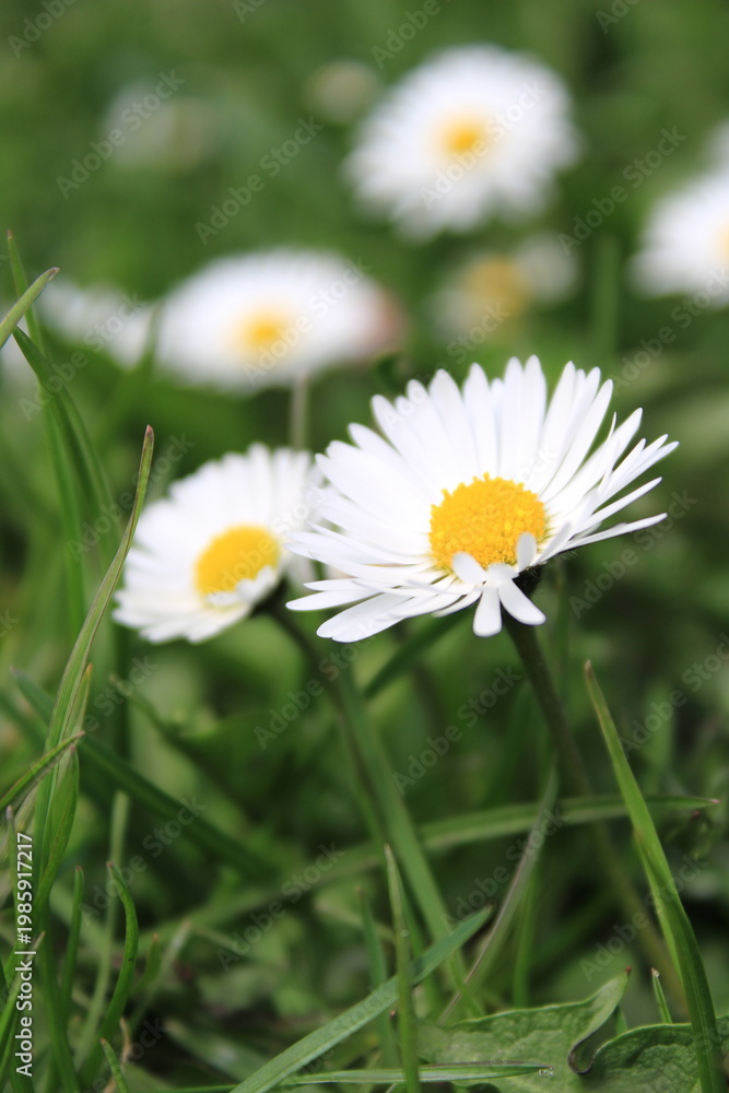 Fototapeta premium Flowers Bloom in Grass During Springtime, Brightening the Field With Their White Petals and Yellow Centers