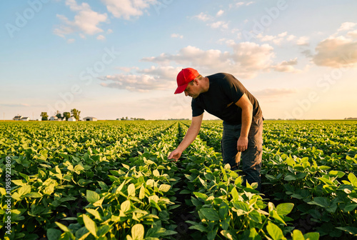 Farmer in a red cap examining soybean plants in a field during golden hour