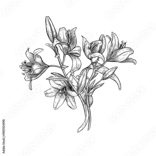 Beautiful lily flower bouquet black white vector illustration. Monochrome floral drawing on white background. Elegant botanical etch art for communion card, wedding invitation, baptism ceremony.