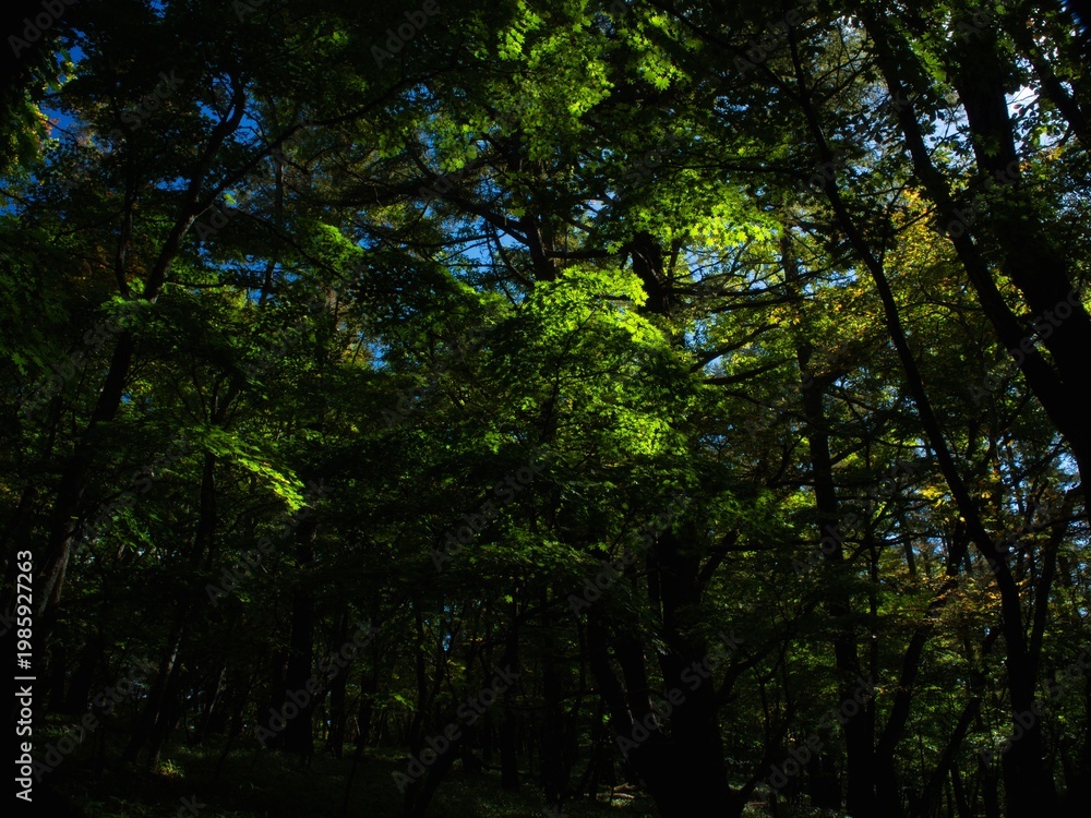 Fototapeta premium Light Falling Through Green Canopy 
