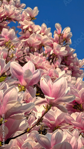 Close view of magnolia flowers with rich texture and warm sunlight highlighting nature aesthetic beauty. Floral lifestyle concept for spring branding natural design and calm visual storytelling