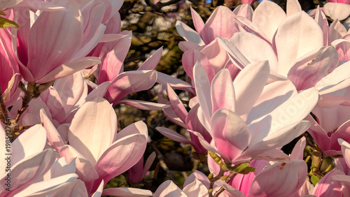 Magnolia blossoms in warm tones with soft sunlight and detailed petals creating calm nature aesthetic scene. Spring lifestyle concept for floral branding beauty visuals and natural inspiration