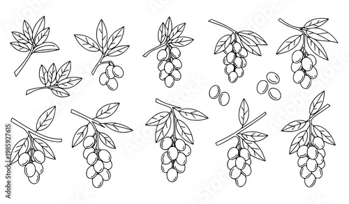 Amra Fruit Outline Icons Hanging Hog Plum Tree Vector Set