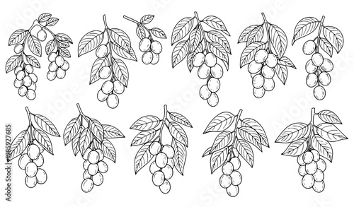 Hog Plum Tree Vector Set Hanging Amra Fruit Branch Illustration Collection