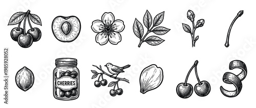 Set of hand-drawn cherry botanical elements including the whole fruit, cross-section, blossom, leaves, a bird on a branch, and a jar of preserves in a retro woodcut style