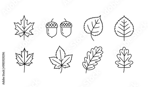A set of minimalist leaf and acorn illustrations in a simple line art style