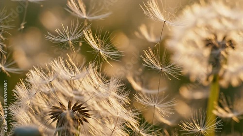 Delicate dandelion seeds backlit by soft golden light at sunset