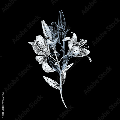 Vector white lily flower branch in vintage engraving style. Hand drawn botanical silhouette illustration on black background. Floral outline sketch element for sympathy condolence card or memorial.