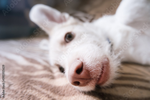 Close-up puppy nose in sharp focus with blurred background, selective focus and shallow depth of field pet portrait