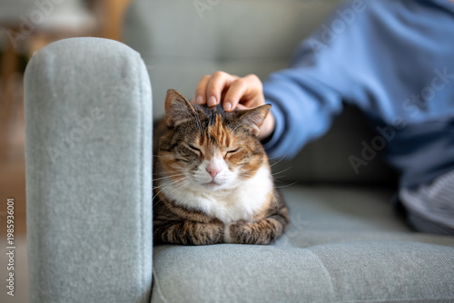 Cuadro en lienzo Hand owner gently petting calm fluffy cat lying in loaf position on sofa