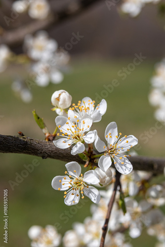 White spring blossom flowers on tree branch with soft green background