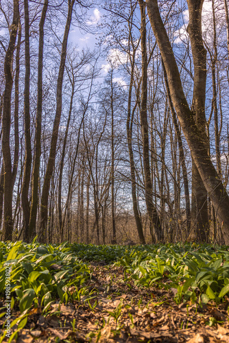 Low angle view of spring forest with wild garlic and tall trees against blue sky