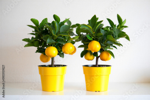 Two potted lemon trees with green leaves and ripe yellow fruits on a plain background