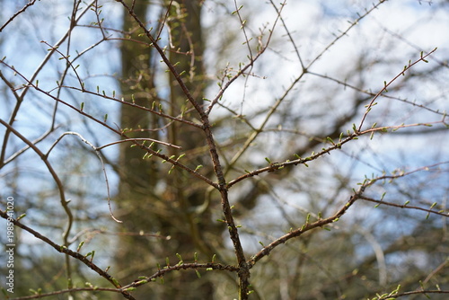 Frischer Austrieb der Nadeln eines Urweltmammutbaums (Metasequoia glyptostroboides) im Frühling
