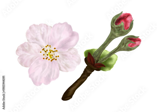 Watercolor illustration blooming of a white flower apple tree with soft petals and yellow stamens on a gray background.Vector illustration of Apple Flower Budding Stage with natural detail	