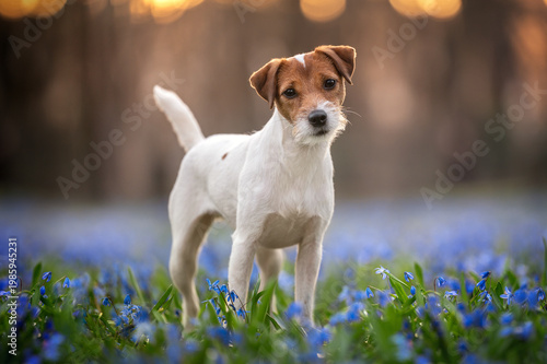 Obraz na plátně Parson Russell Terrier dog standing in spring blue scilla flowers