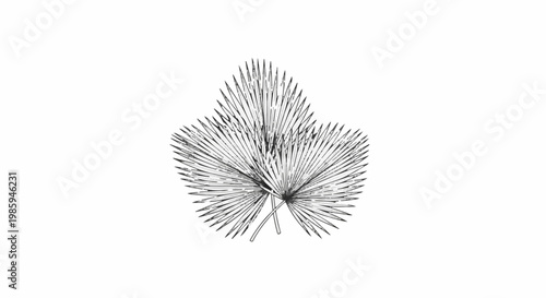 Black and white illustration of a cluster of palm fronds