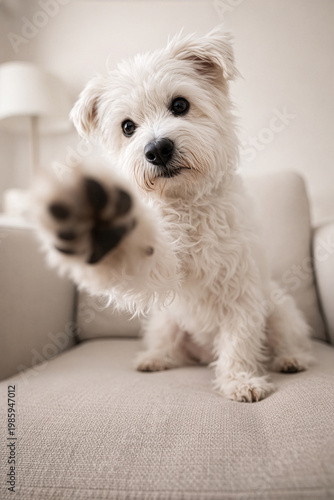 Kleiner süßer Terrier gibt Pfötchen