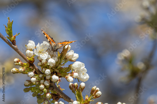 Butterfly on cherry blossom flowers with blue sky background and copy space