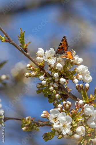 Orange butterfly on cherry blossom branch with white flowers and blue sky
