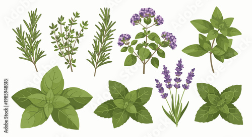 Assortment of fresh green herbs with purple flowers