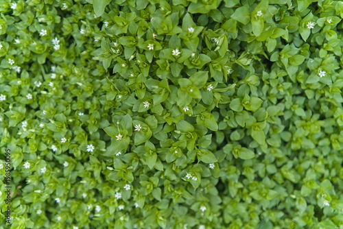 Cuadro en lienzo Dense Ground Cover of Green Chickweed Leaves with Tiny White Flowers, texture, c