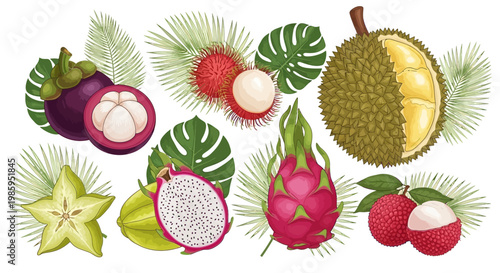 Detailed vector illustration featuring a vibrant arrangement of tropical fruits like mangosteen, dragon fruit, durian, and rambutan amongst palm and monstera leaves, set against a clean