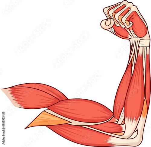 Detailed anatomical illustration of a strong human arm flexing its muscles, showcasing the complex structure of biceps, triceps, and forearm for health, fitness, and physiological concepts