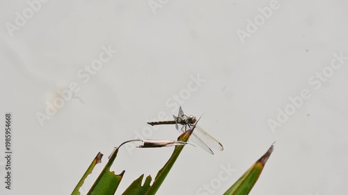 Pantala flavescens dragonfly. Its other names globe skimmer, globe wanderer dragonfly and wandering glider. It  is a wide ranging dragonfly of the family Libellulidae.