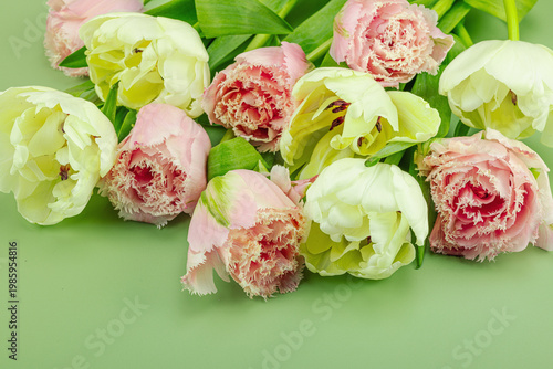 Greeting card concept with pink fringed tulips and green-white tulips. Blooming wallpaper