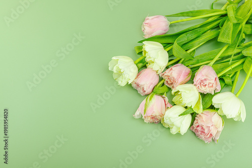 Greeting card concept with pink fringed tulips and green-white tulips. Blooming wallpaper