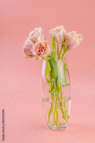 Greeting card concept, minimalist home decor with fringed tulips in a glass vase